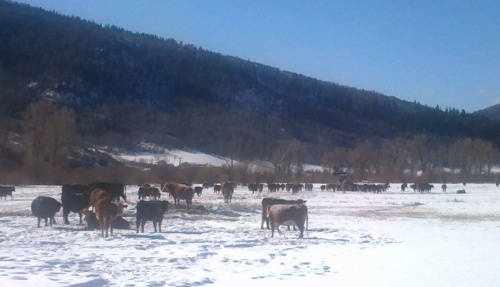 Steamboat Springs heart may be skiing but it's soul is ranching.