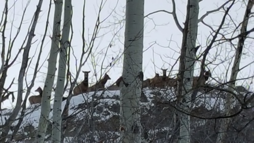 Herd of elk passing by this morning